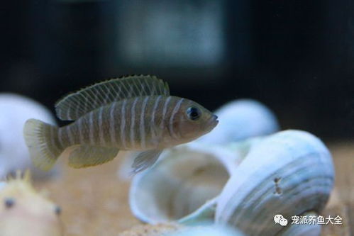 最小最貴最受歡迎的卷貝魚 斑馬貝