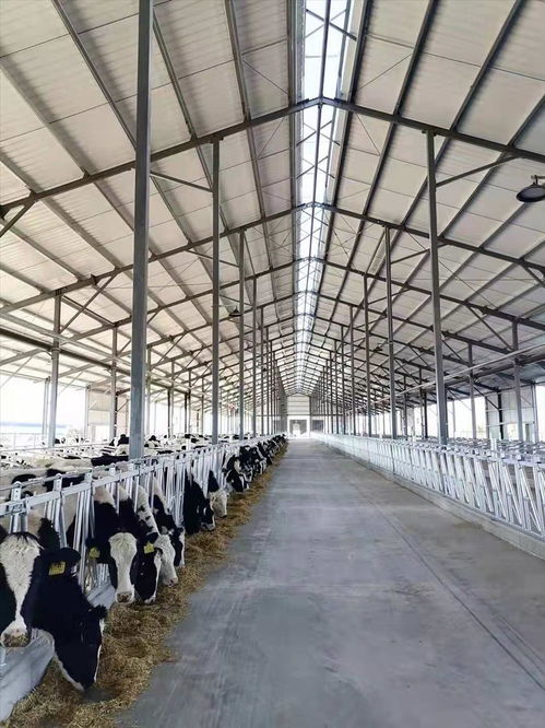 杭錦后旗生態乳業園區巴彥淖爾賽科星牧業奶牛場進牛啦