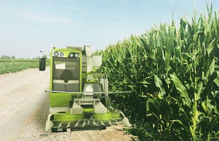 科脈機(jī)械4qzy 30自走式青貯飼料收獲機(jī)報(bào)價(jià) 補(bǔ)貼和圖片 甘肅金科峰農(nóng)業(yè)裝備工程有限責(zé)任公司