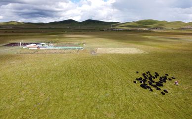 黃河源,風(fēng)吹草低現(xiàn)牛羊