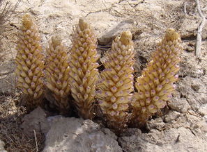 肉蓯蓉的人工栽培技術(shù)