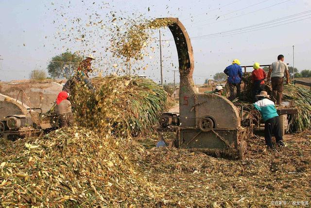 哪些植物適合制作喂羊青貯飼料?5步驟3優(yōu)點(diǎn),揭開青貯飼料面紗
