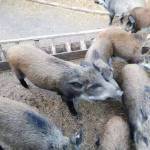 沙棘僧專業生態免疫科配飼料