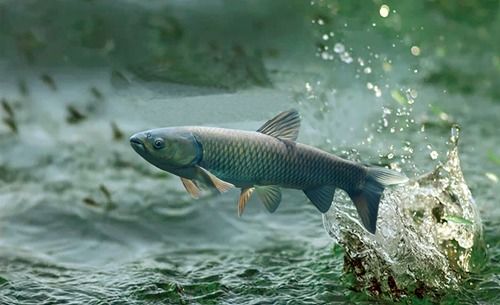 首個草魚腸道微生物基因目錄構建