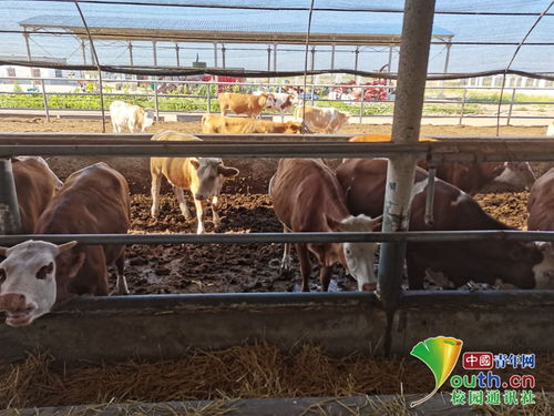 動(dòng)科學(xué)子三下鄉(xiāng) 飼料科技助力養(yǎng)殖，青春服務(wù)三農(nóng)實(shí)踐